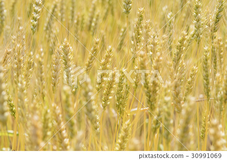 Barley Barley 30991069
