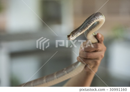 A snake in the hands 30991160