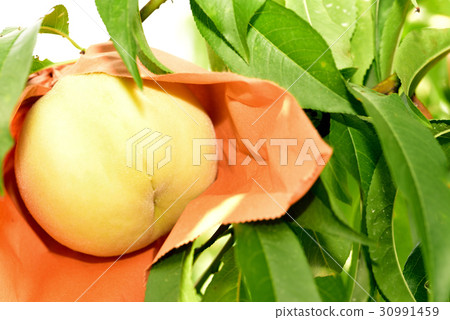 Harvest of the real fruit Kingdom of Okayama Shimizu white peach originated from white peach 30991459