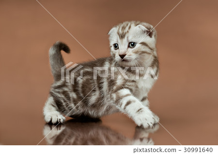 kitten kitten 30991640