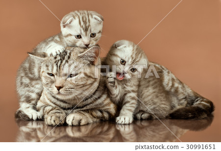 kittens 30991651