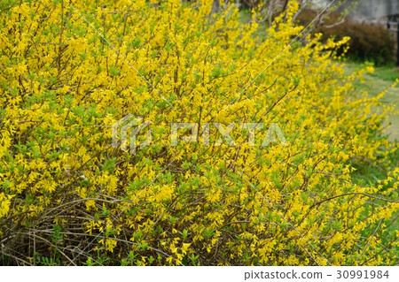 沮喪的連翹 30991984