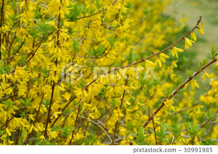 沮喪的連翹 沮喪的連翹 30991985