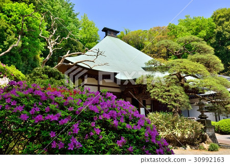 Kotobukiyama's Azaleas Kotobukiyama's Azaleas 30992163