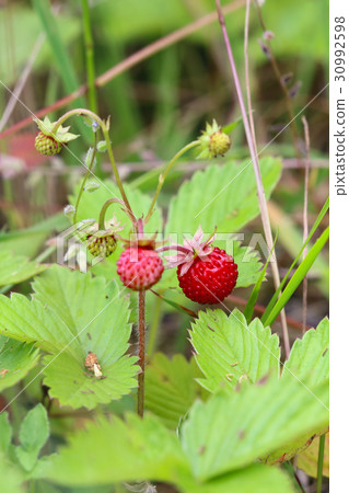 Ripe and ripening wild strawberries in the grass 30992598