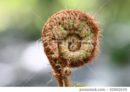 Detail of the sprout of fern 30992639