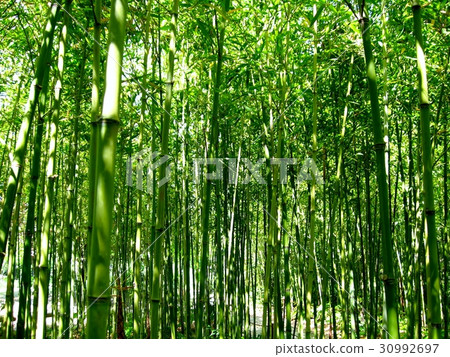 Spring bamboo grove 30992697