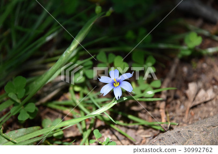 Airoi Niisakusu (Indigo garden soil) 30992762