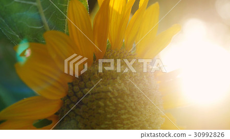 Beautiful sunflower field during sunset time Beautiful sunflower field during sunset time 30992826