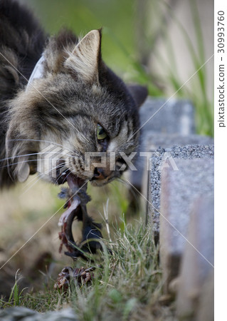 A cat eating a mouse 30993760