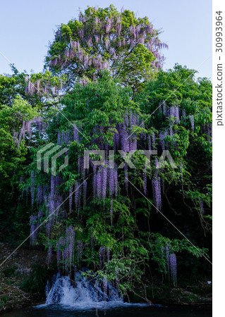一致的富士 一致的富士 30993964