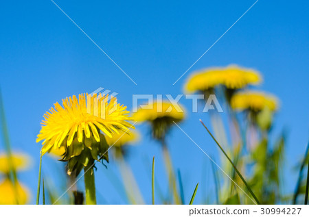 Yellow dandelions with blue sky background 30994227