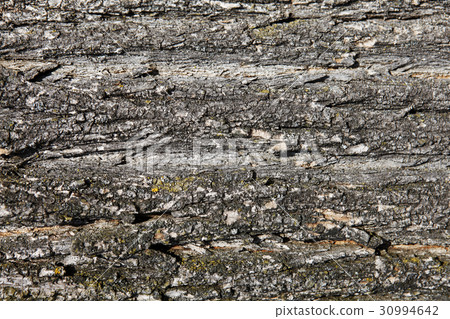 Bark of a tree 30994642