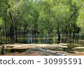 Forest lake pond is overgrown 30995591