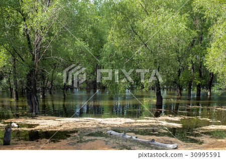 Forest lake pond is overgrown Forest lake pond is overgrown 30995591