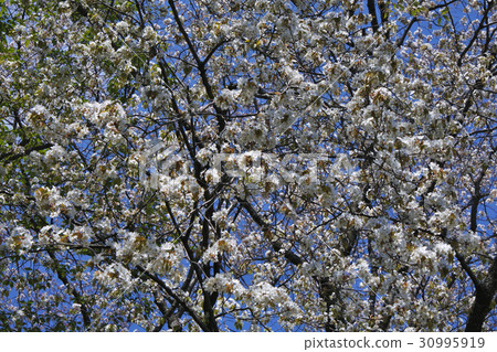 霞櫻 霞櫻 30995919