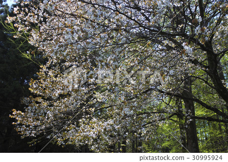 Kasumisakura 30995924
