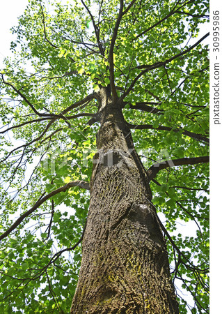 Tulip tree (lily tree) 30995986