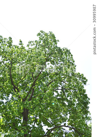 Tulip tree (lily tree) Tulip tree (lily tree) 30995987