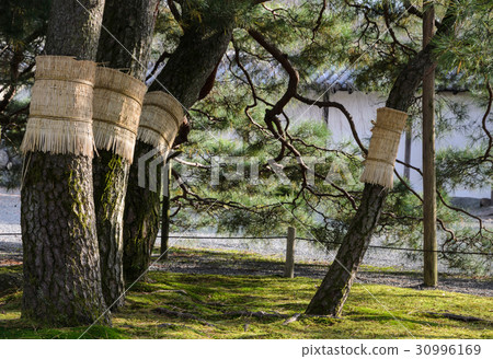 Japanese pine tree garden in kyoto, Japan Japanese pine tree garden in kyoto, Japan 30996169