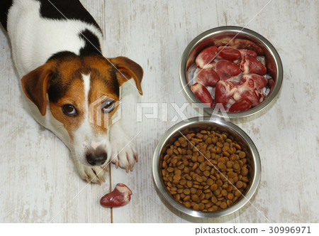 Top view of the dog and two bowls 30996971