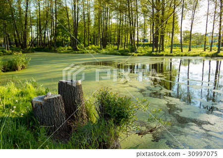 Lake with duckweed and stumps on... 30997075