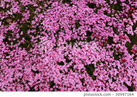 Kunita家族的芝浦 30997164