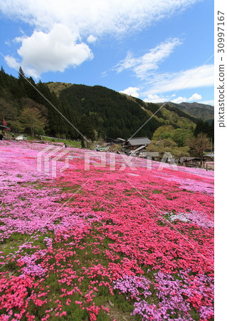 Kunita家族的芝浦 Kunita家族的芝浦 30997167