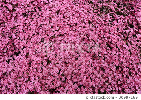 Kunita家族的芝浦 30997169