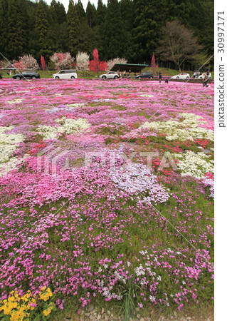 Shibaura of the Kunita family Shibaura of the Kunita family 30997171