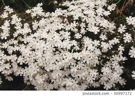 Shibaura of the Kunita family 30997172