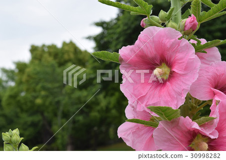 Aisai flower 30998282