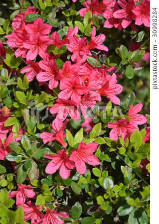 久留米杜鵑花 久留米杜鵑花 30998284