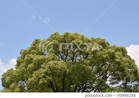 藍天和綠色 藍天和綠色 30998288