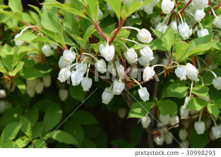 Mantenboshi 30998293