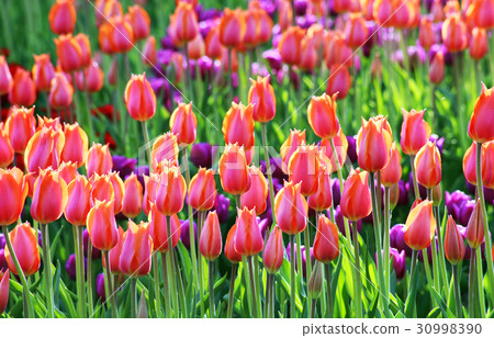 Colorful flowering tulips 30998390