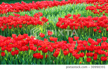 Red flowering tulips 30998391