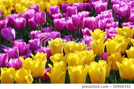 Lilac and yellow tulips 30998392