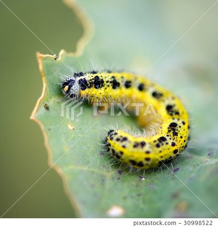 Pieris brassicae caterpillar pest eating leaf. Pieris brassicae caterpillar pest eating leaf. 30998522