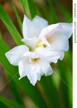 Closeup of White Gladiolus Flowers 30998524