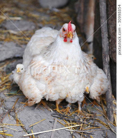 Hen with chickens Hen with chickens 30998854