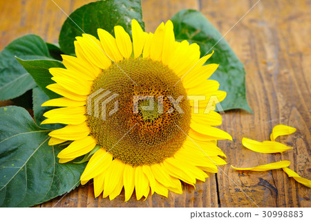 Beautiful sunflower on old wooden table Beautiful sunflower on old wooden table 30998883