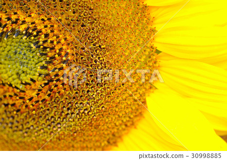Macro of sunflower Macro of sunflower 30998885