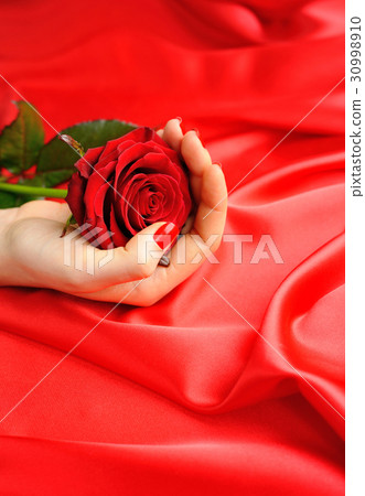 Red Rose in female hands 30998910