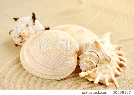 Sea shells on sandy beach Sea shells on sandy beach 30999197