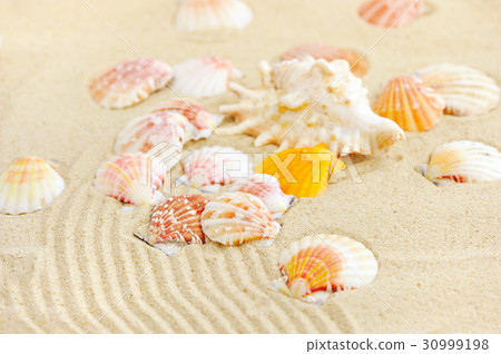 Sea shells on sandy beach Sea shells on sandy beach 30999198