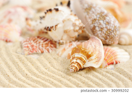 Sea shells on sandy beach Sea shells on sandy beach 30999202