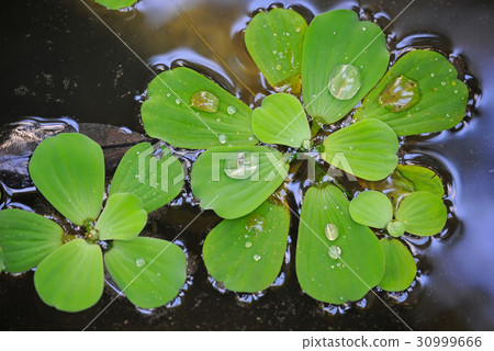 Pistia (Water cabbage) on water Pistia (Water cabbage) on water 30999666