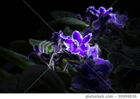 African violet in the dark African violet in the dark 30999836