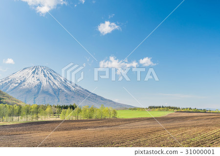 Lute of Mount Yotei and field / summer Hokkaido Niseko landscape 31000001
